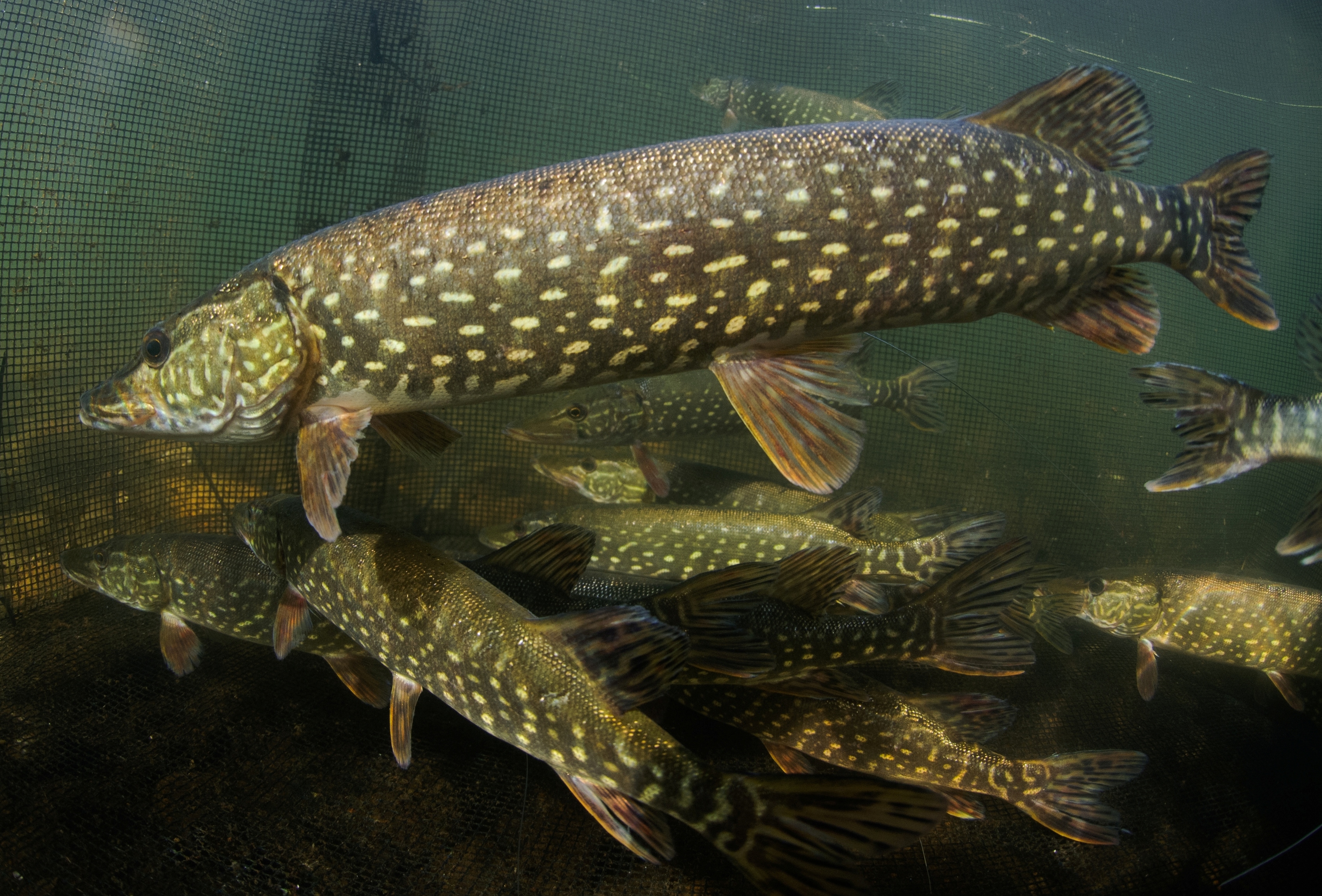Esox lucius Linnaeus, 1758